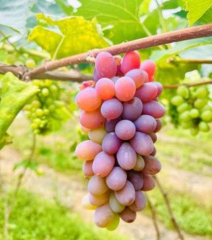 100 Two-Tone "Waterfall" Organic Grape Seeds — Sweet, Juicy Fruit for Your Home Garden