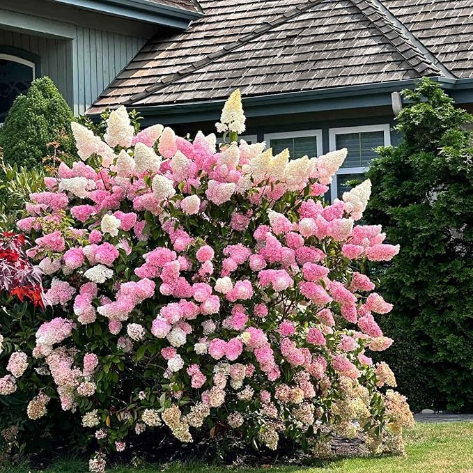 100 Pink Torch Hydrangea Seed for Planting Outdoor Garden Home Attracts Bees and Butterflies