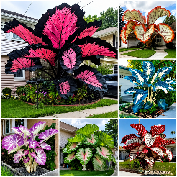 500 Mixed-Color Caladium Seeds — Beautiful Foliage Plants for the Garden