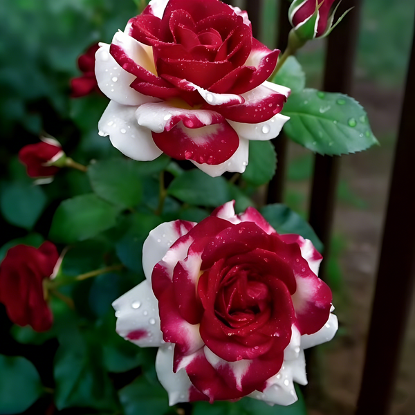 Create a Captivating Garden of Blooms — 300Pcs Rare Bi-Color Red and White Roses Seeds