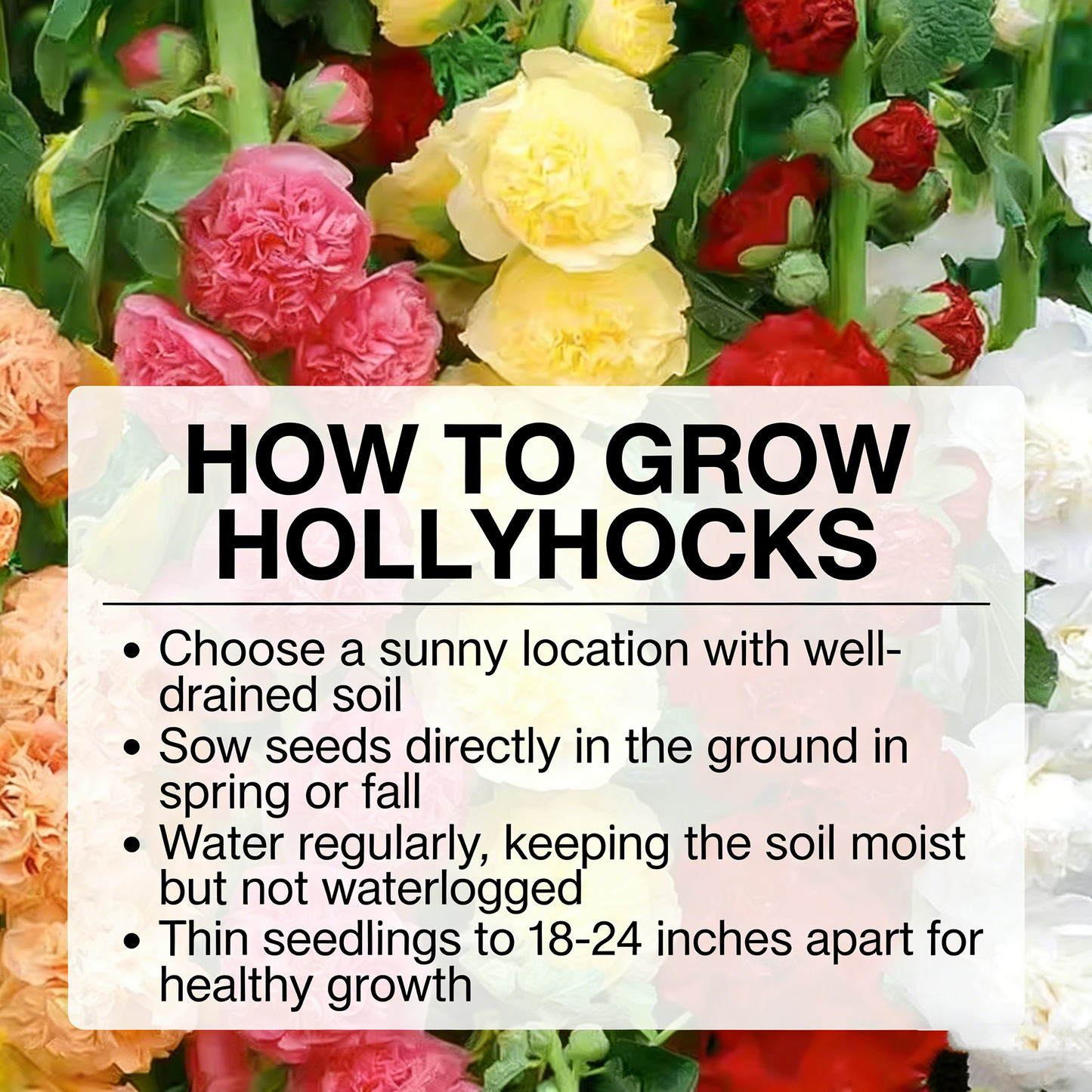 500 Colorful Mixed Hollyhocks Seeds — Cold-Hardy, Bearing Double-Petaled Flowers