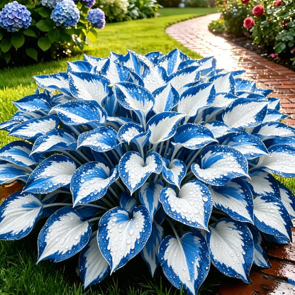 500pcs Hosta Seeds Perennial Shade Plant for Garden and Yard