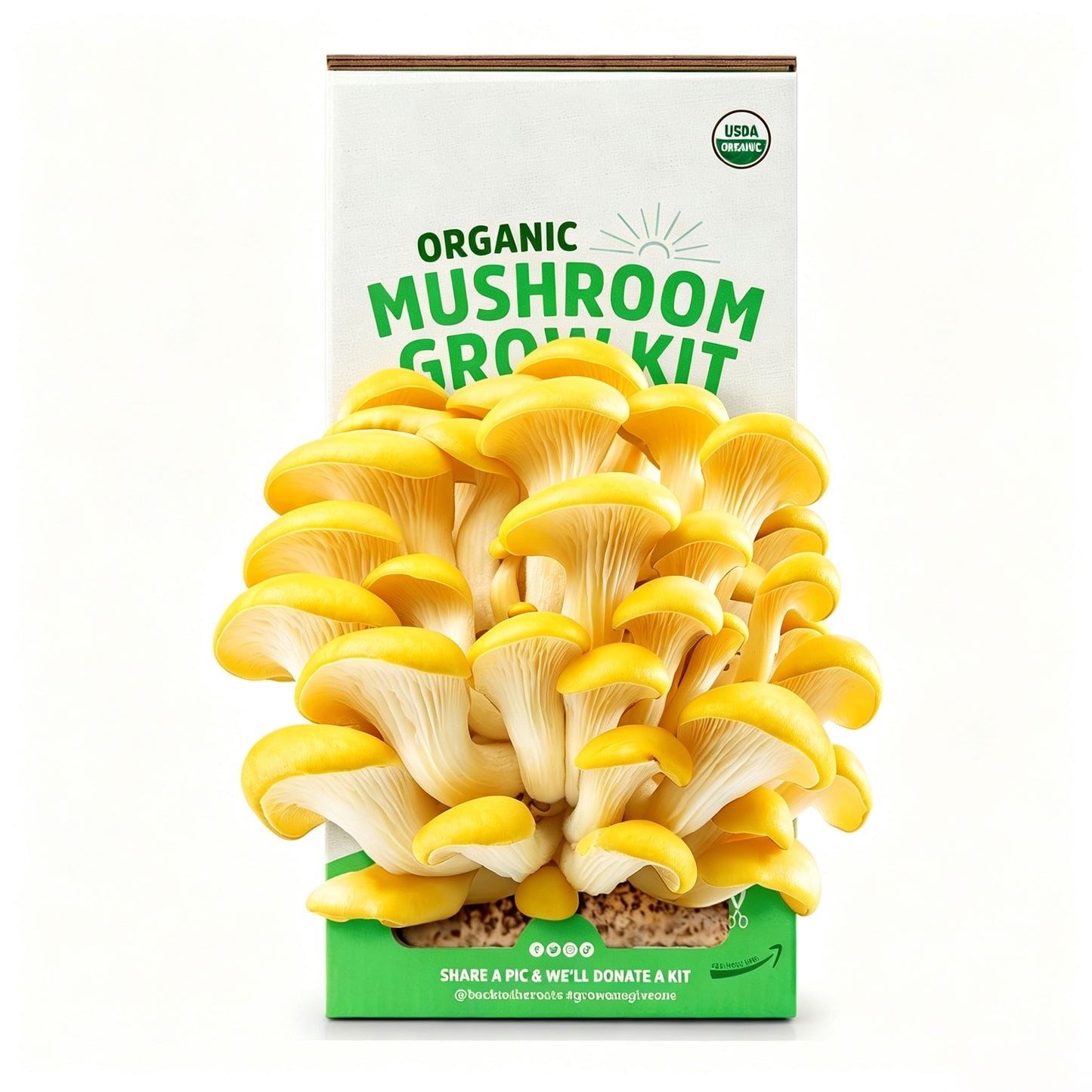 Organic Oyster Mushroom Grow Kit, Harvest Gourmet Mushrooms In 10 Days