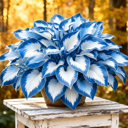 500pcs Hosta Seeds Perennial Shade Plant for Garden and Yard