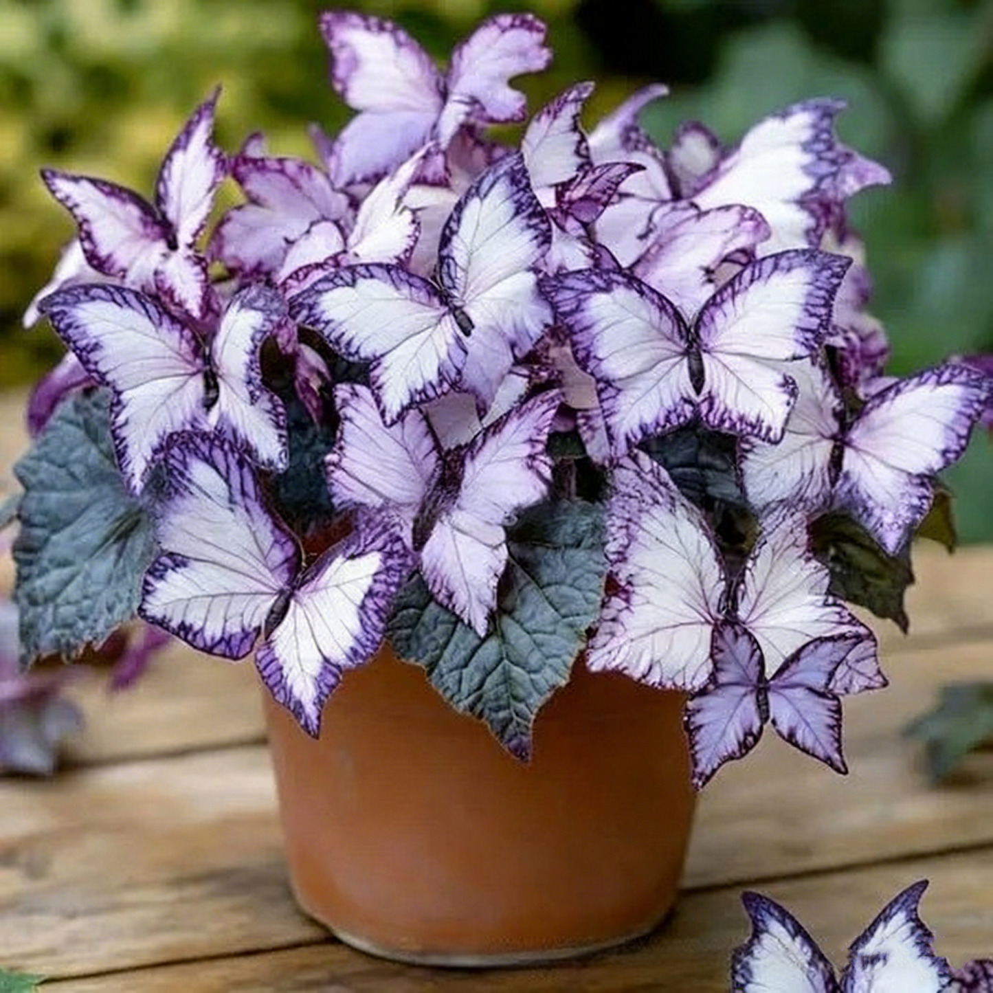 500Pcs  Seeds Moonlight Butterfly — Garden Flowers