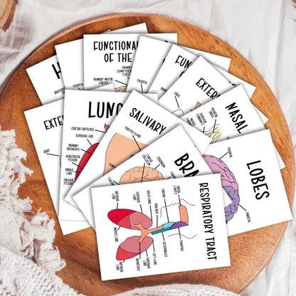 30 Pcs Human Anatomy Flash Cards – Comprehensive Study Guide