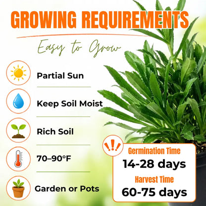 1000 Culantro - Heirloom Grown in USA, High Germination Rate for Gardening