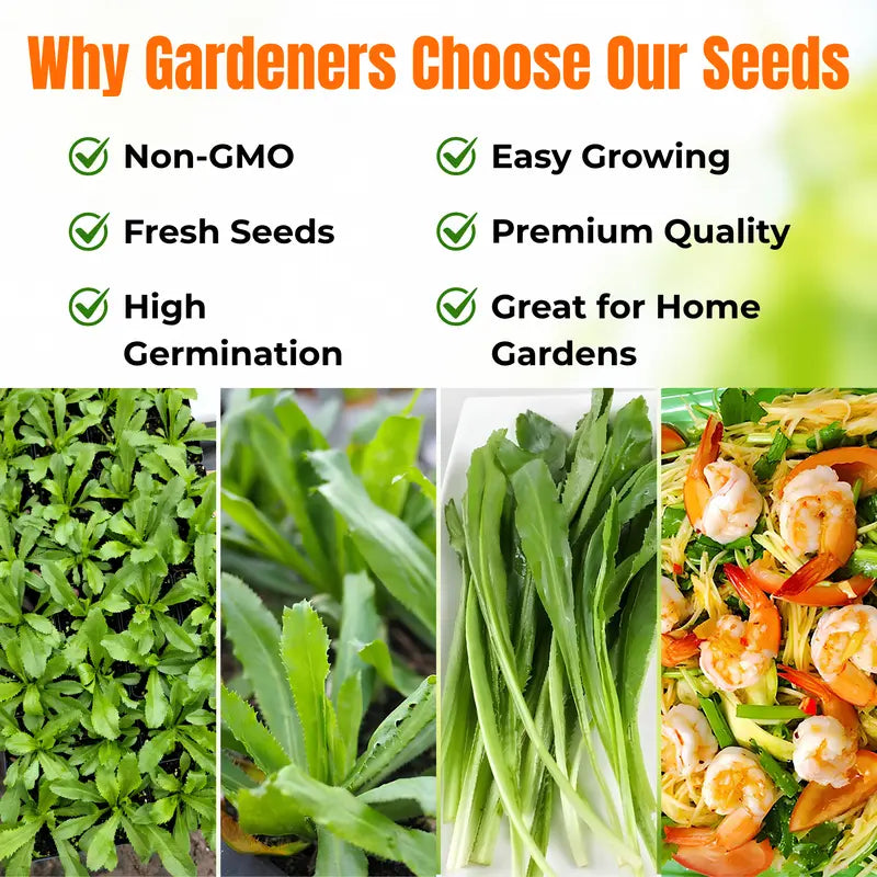 1000 Culantro - Heirloom Grown in USA, High Germination Rate for Gardening