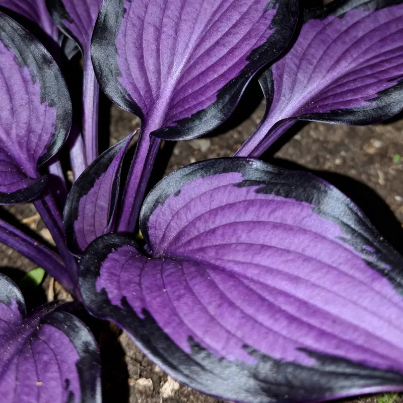 1000pcs Hosta Seeds Perennial Shade Plant for Garden and Yard Non-GMO