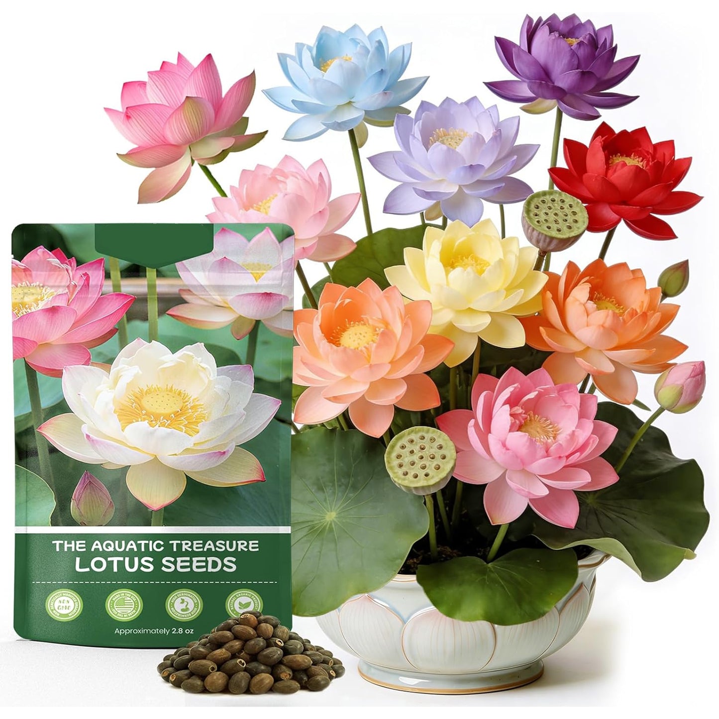 50PCS Lotus Seeds for Planting in Water - Mixed Color Bowl Lotus Seeds, Aquatic Plant Water Lily Seeds for Bonsai