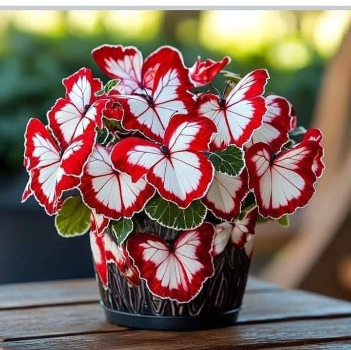 500 Moonlight Butterfly Seeds — Garden Flowers