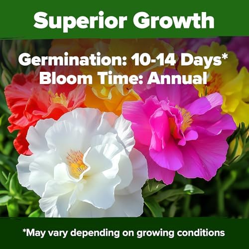 1500+Vibrant Mixed Color Double Bloom Moss Rose Seeds-Rapid Germination and High Survival Rate