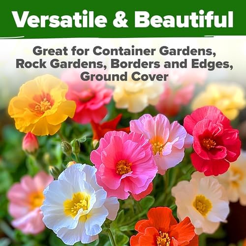 1500+Vibrant Mixed Color Double Bloom Moss Rose Seeds-Rapid Germination and High Survival Rate