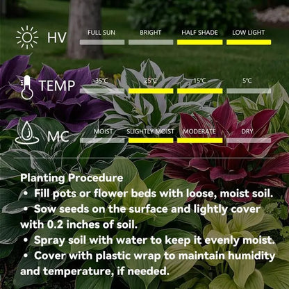 1000pcs Hosta Seeds Perennial Shade Plant for Garden and Yard Non-GMO