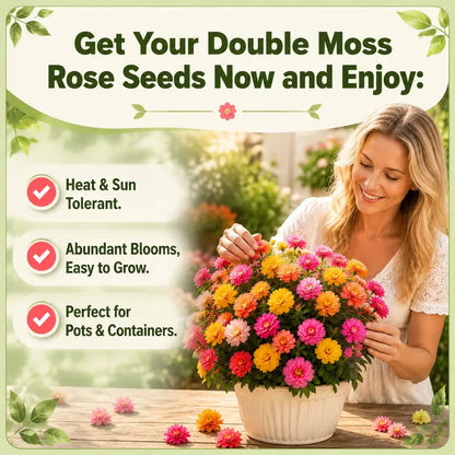 1500+Vibrant Mixed Color Double Bloom Moss Rose Seeds-Rapid Germination and High Survival Rate