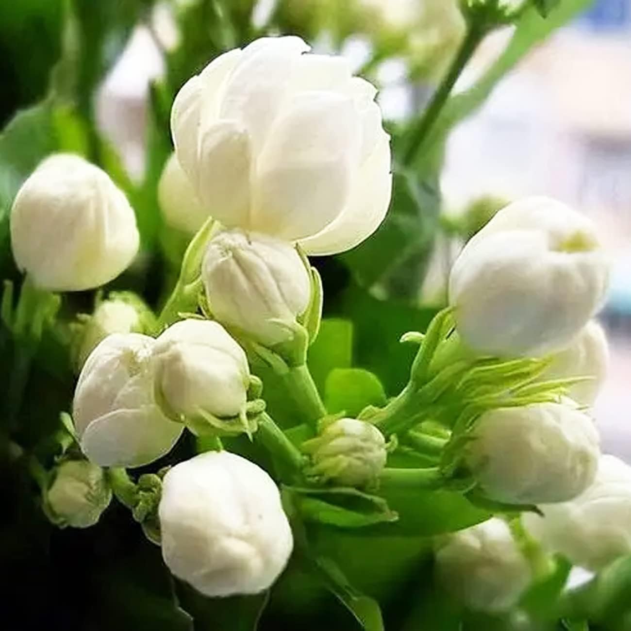 100PCS Climbing Jasmine Flower Seeds Fragrant Plant for Planting Garden