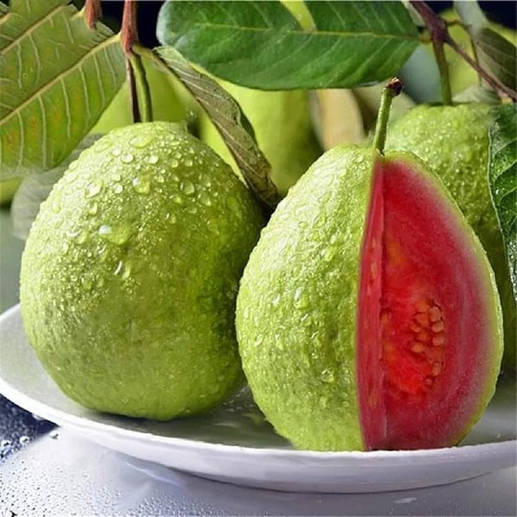 500Pcs Tropical Guava Organic Pink Guava Seeds- Exotic Flavor Medley