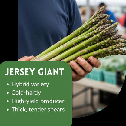 Low-Fat High-Fiber Asparagus Pips| Top Choice for Weight Loss Veggies | Perennial & Easy to Grow