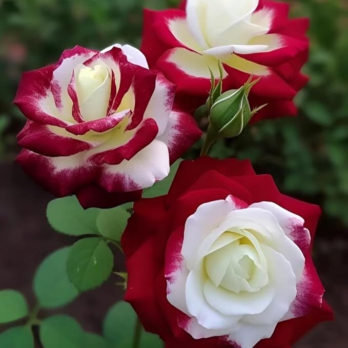 Create a Captivating Garden of Blooms — 300Pcs Rare Bi-Color Red and White Roses Seeds