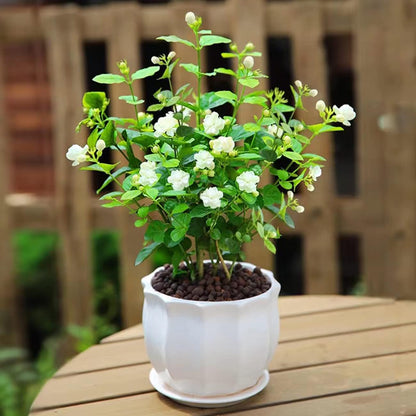 100PCS Climbing Jasmine Flower Seeds Fragrant Plant for Planting Garden