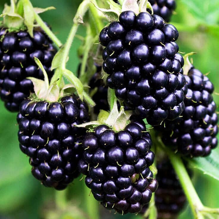 200 BlackBerry Seeds- Organic BlackBerry Seeds to Plant for Garden Outdoor
