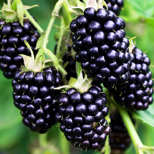 200 BlackBerry Seeds- Organic BlackBerry Seeds to Plant for Garden Outdoor