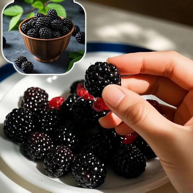 200 BlackBerry Seeds- Organic BlackBerry Seeds to Plant for Garden Outdoor