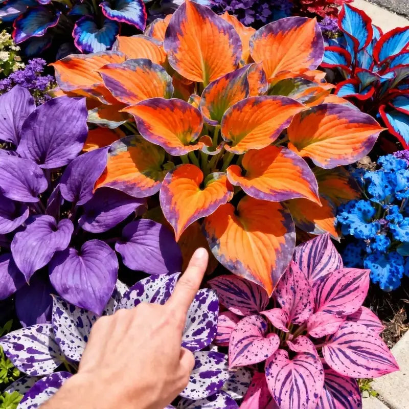 1000pcs Hosta Seeds Perennial Shade Plant for Garden and Yard Non-GMO
