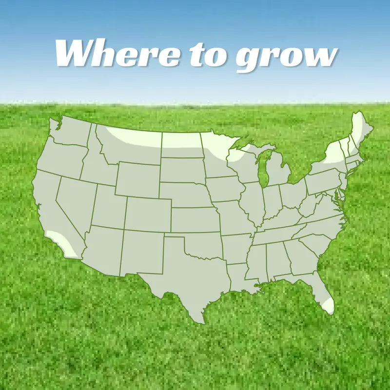 Grass Seed and Shade Grass, Grows Quickly and Withstands All Seasons