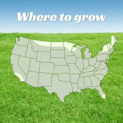 Grass Seed and Shade Grass, Grows Quickly and Withstands All Seasons