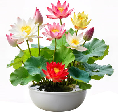 50PCS Lotus Seeds for Planting in Water - Mixed Color Bowl Lotus Seeds, Aquatic Plant Water Lily Seeds for Bonsai