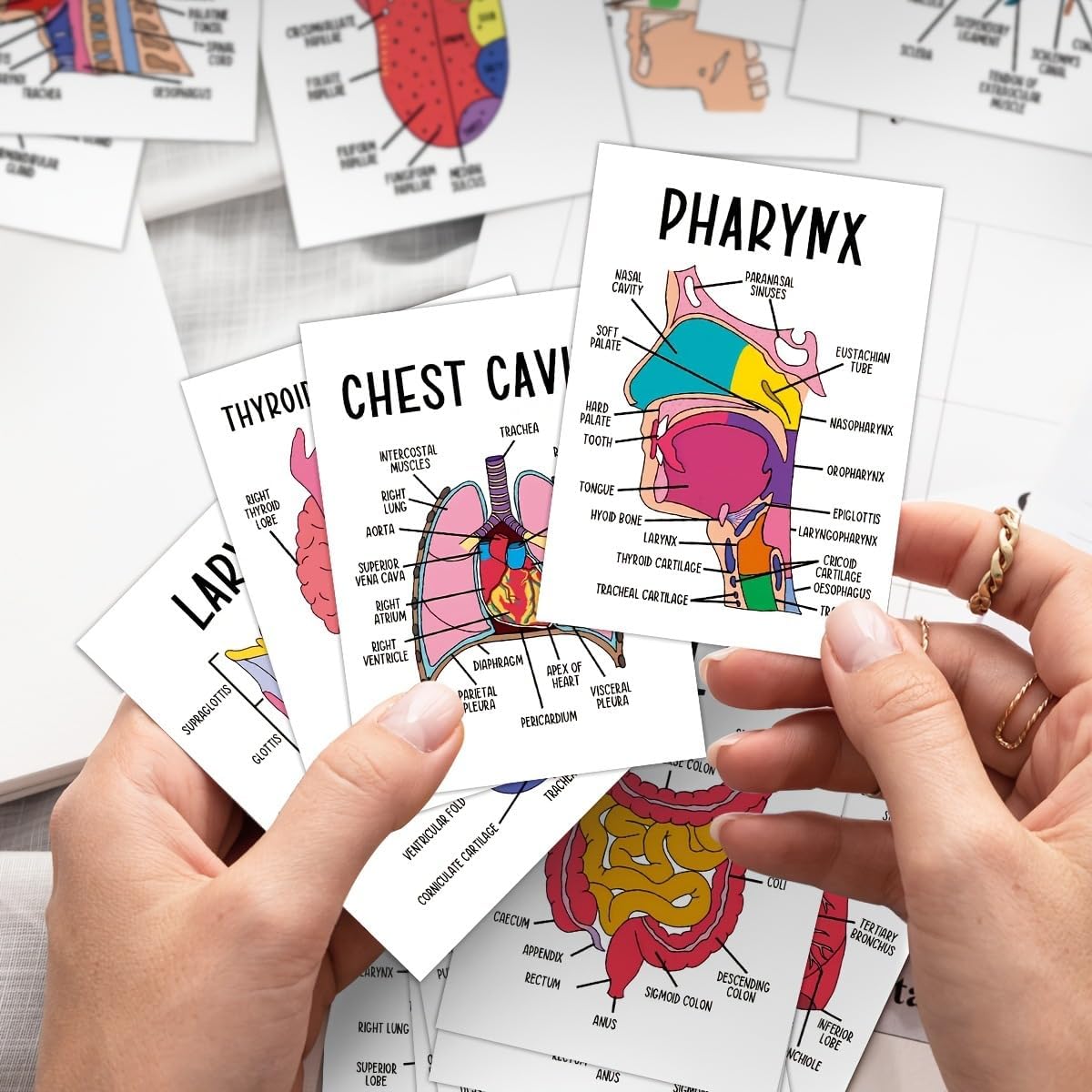 30 Pcs Human Anatomy Flash Cards – Comprehensive Study Guide