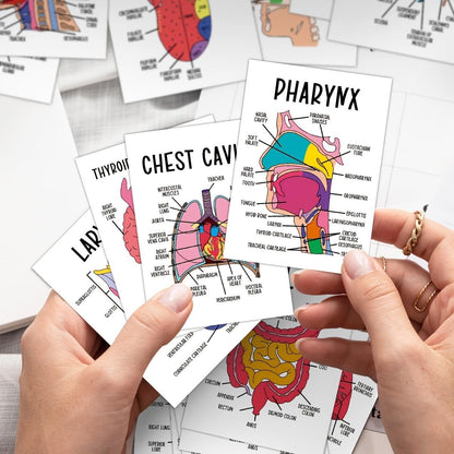 30 Pcs Human Anatomy Flash Cards – Comprehensive Study Guide
