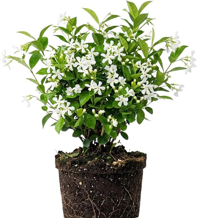 500+ Climbing Weeping Jasmine Flower Seeds for Planting Fragrant Plant Seeds Four Seasons