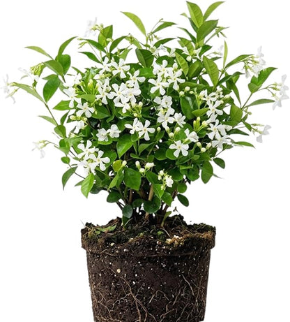 500+ Climbing Weeping Jasmine Flower Seeds for Planting Fragrant Plant Seeds Four Seasons