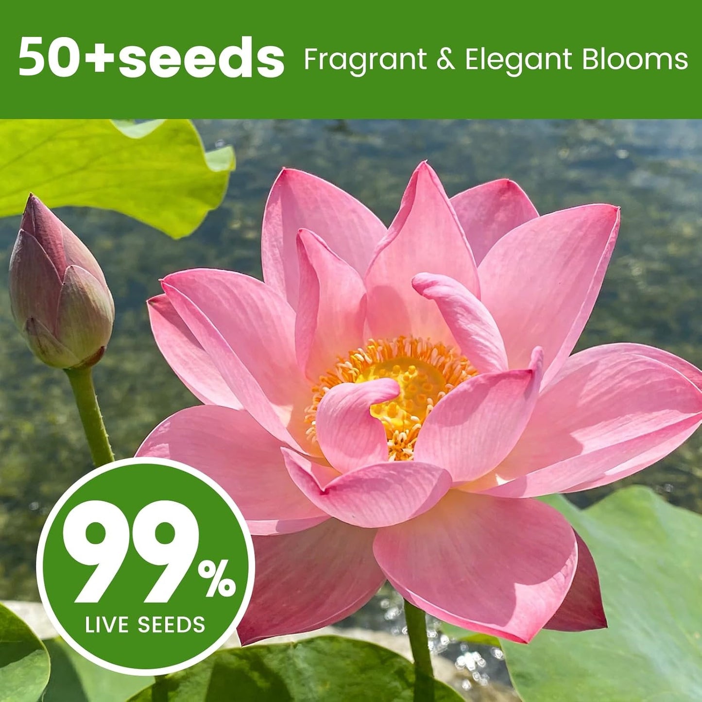 50PCS Lotus Seeds for Planting in Water - Mixed Color Bowl Lotus Seeds, Aquatic Plant Water Lily Seeds for Bonsai