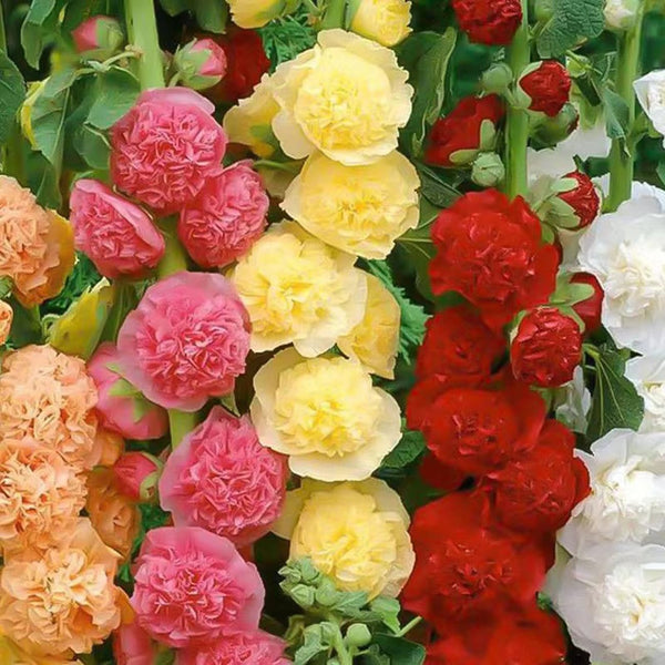 500 Colorful Mixed Hollyhocks Seeds — Cold-Hardy, Bearing Double-Petaled Flowers