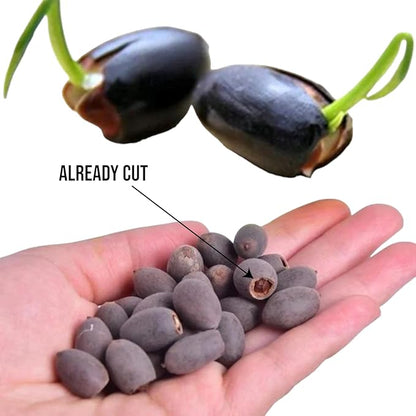 50PCS Lotus Seeds for Planting in Water - Mixed Color Bowl Lotus Seeds, Aquatic Plant Water Lily Seeds for Bonsai
