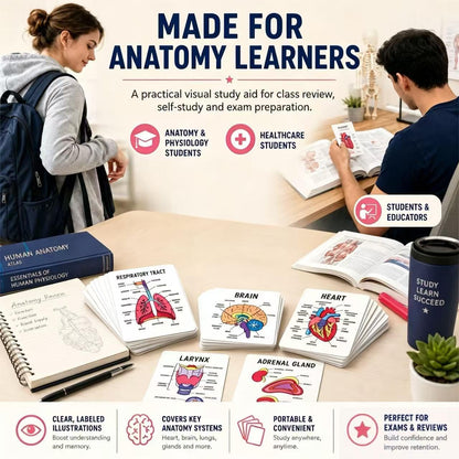 30 Pcs Human Anatomy Flash Cards – Comprehensive Study Guide