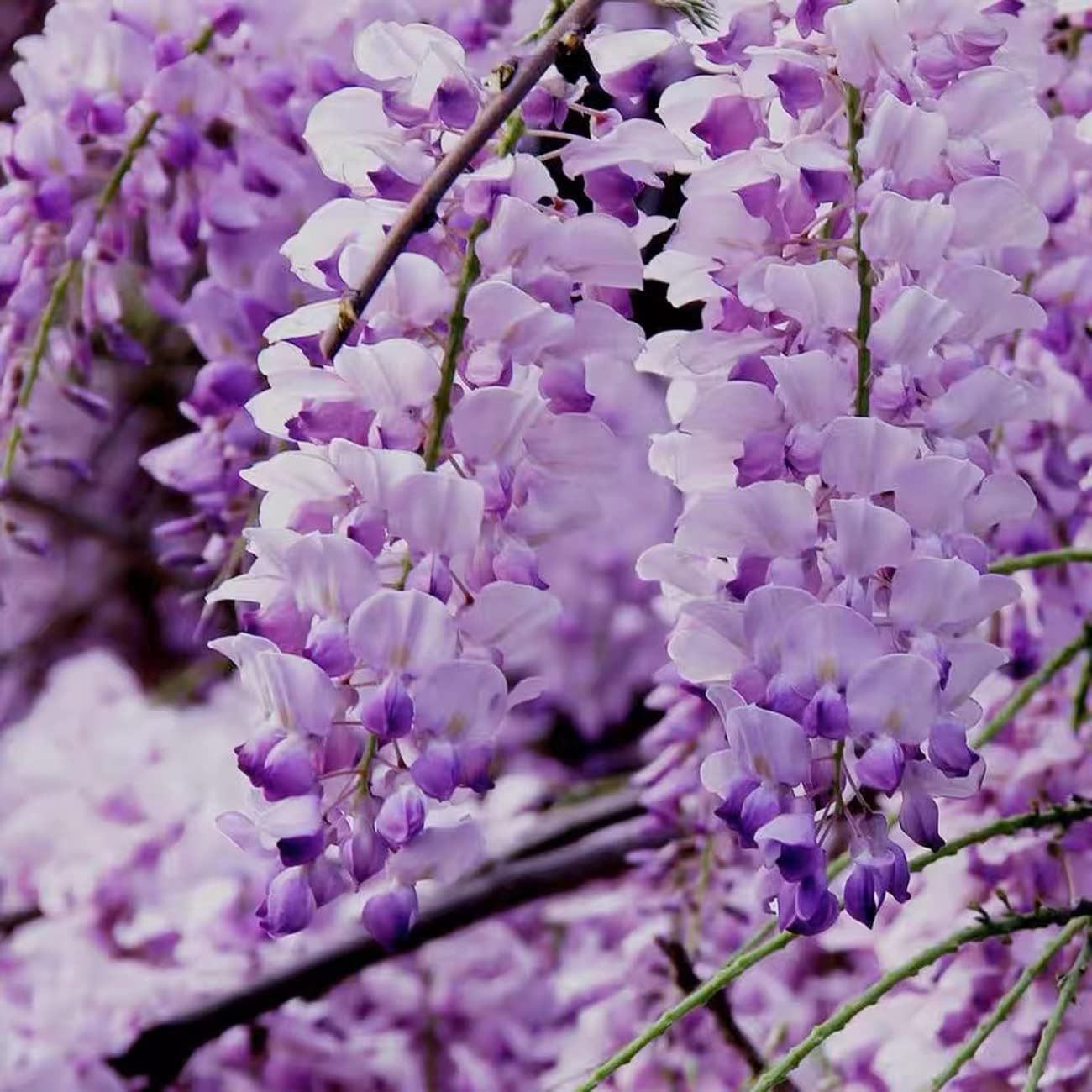 50PCS Japanese Wisteria Floribunda Purple Ornamental Vine Climber Seeds