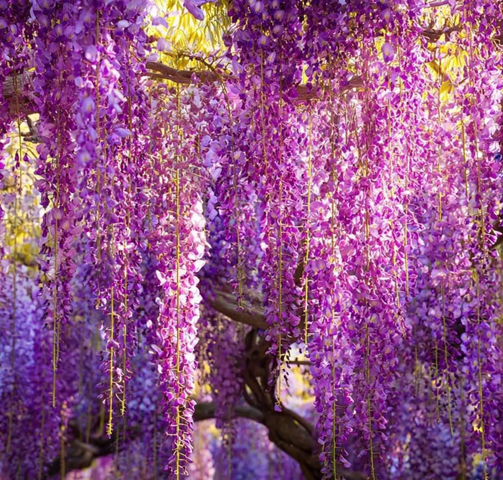 50PCS Japanese Wisteria Floribunda Purple Ornamental Vine Climber Seeds