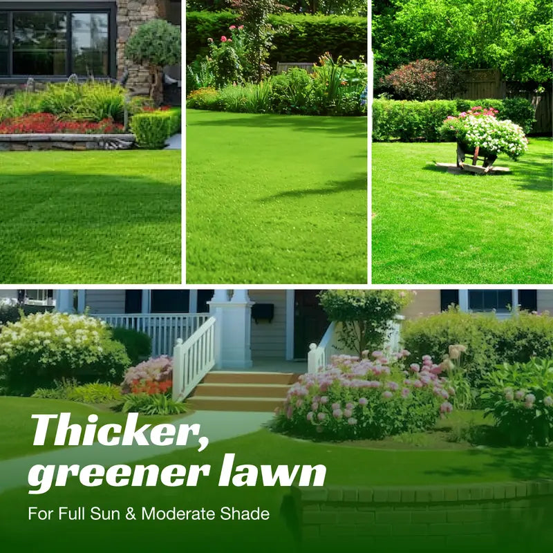 Grass Seed and Shade Grass, Grows Quickly and Withstands All Seasons