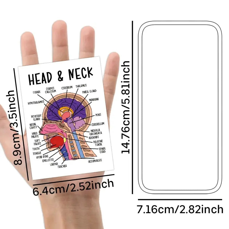 30 Pcs Human Anatomy Flash Cards – Comprehensive Study Guide