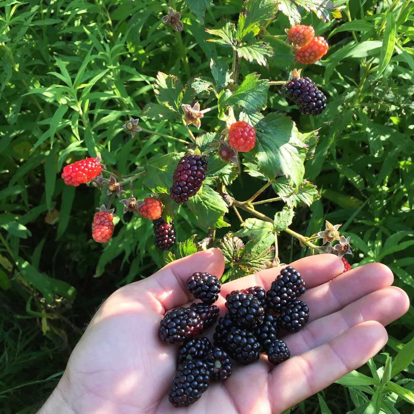 200 BlackBerry Seeds- Organic BlackBerry Seeds to Plant for Garden Outdoor