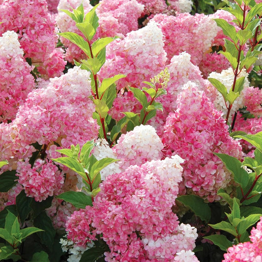 100 Pink Torch Hydrangea Seed for Planting Outdoor Garden Home Attracts Bees and Butterflies