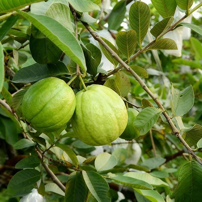 500Pcs Tropical Guava Organic Pink Guava Seeds- Exotic Flavor Medley
