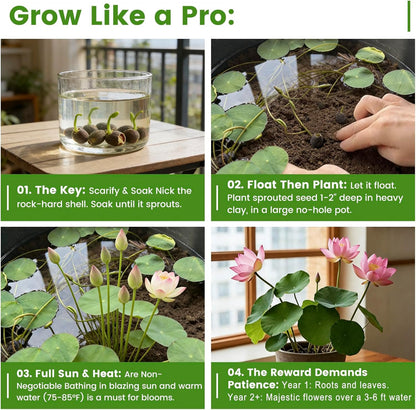 50PCS Lotus Seeds for Planting in Water - Mixed Color Bowl Lotus Seeds, Aquatic Plant Water Lily Seeds for Bonsai
