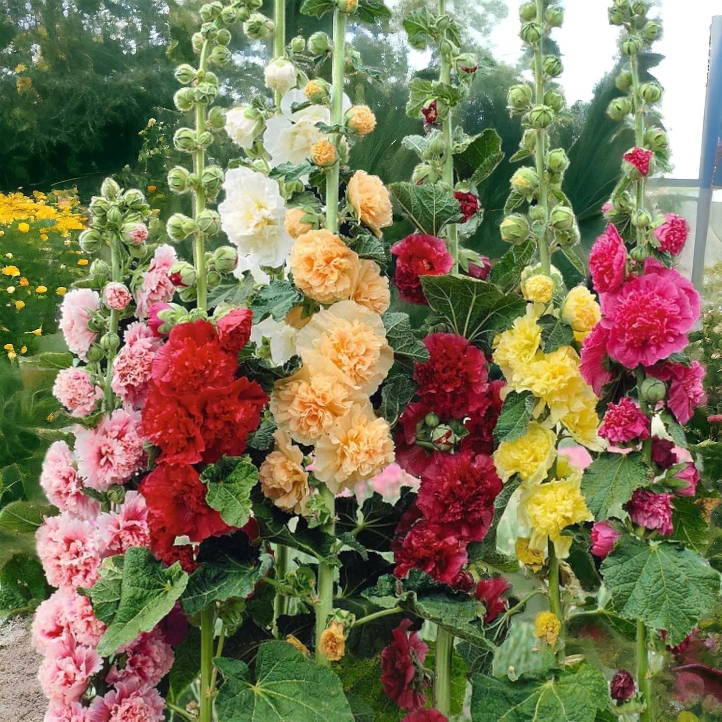 500 Colorful Mixed Hollyhocks Seeds — Cold-Hardy, Bearing Double-Petaled Flowers