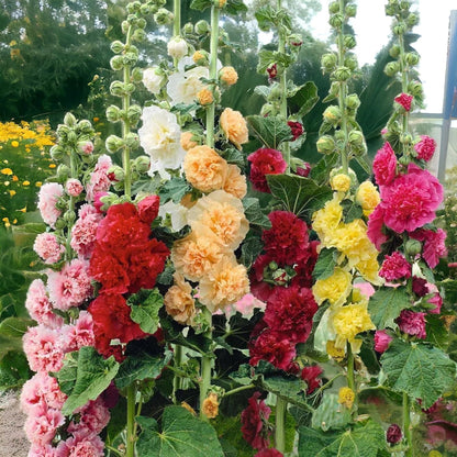 500 Colorful Mixed Hollyhocks Seeds — Cold-Hardy, Bearing Double-Petaled Flowers
