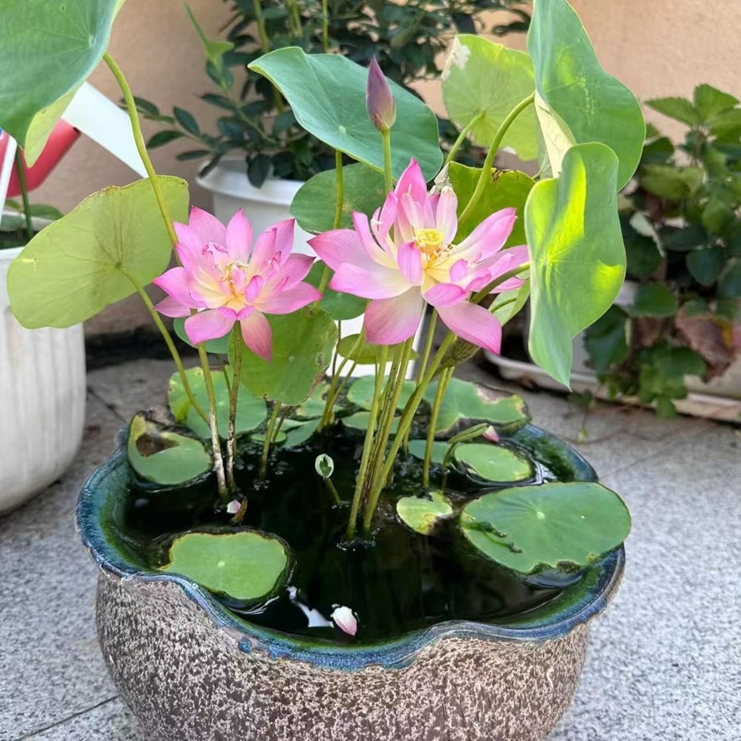50PCS Lotus Seeds for Planting in Water - Mixed Color Bowl Lotus Seeds, Aquatic Plant Water Lily Seeds for Bonsai